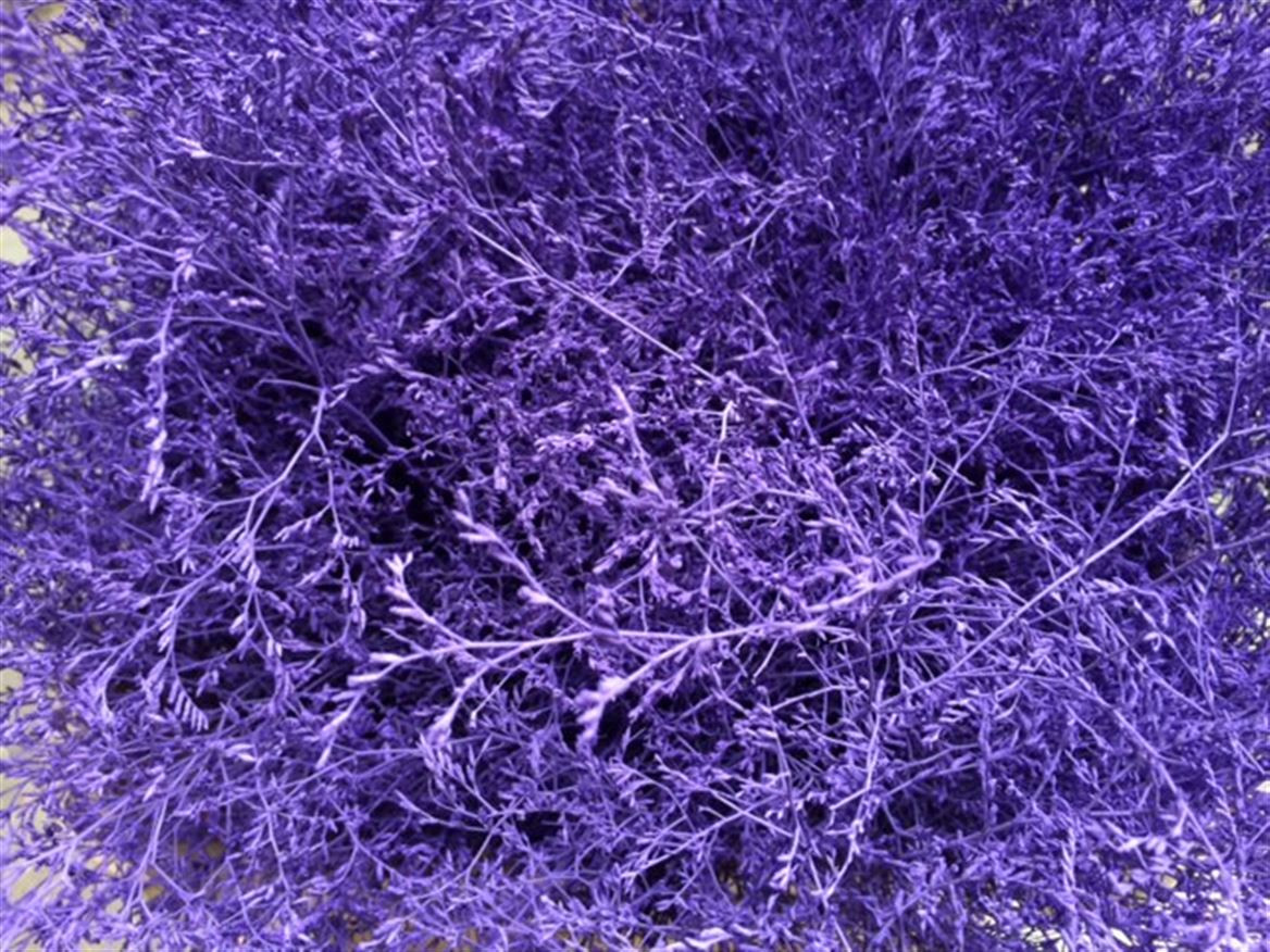Lim. Paint Purple