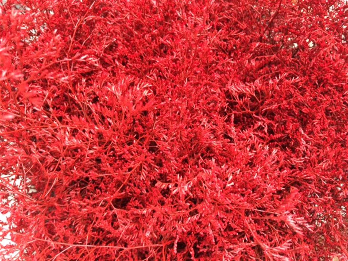 Lim. Paint Red