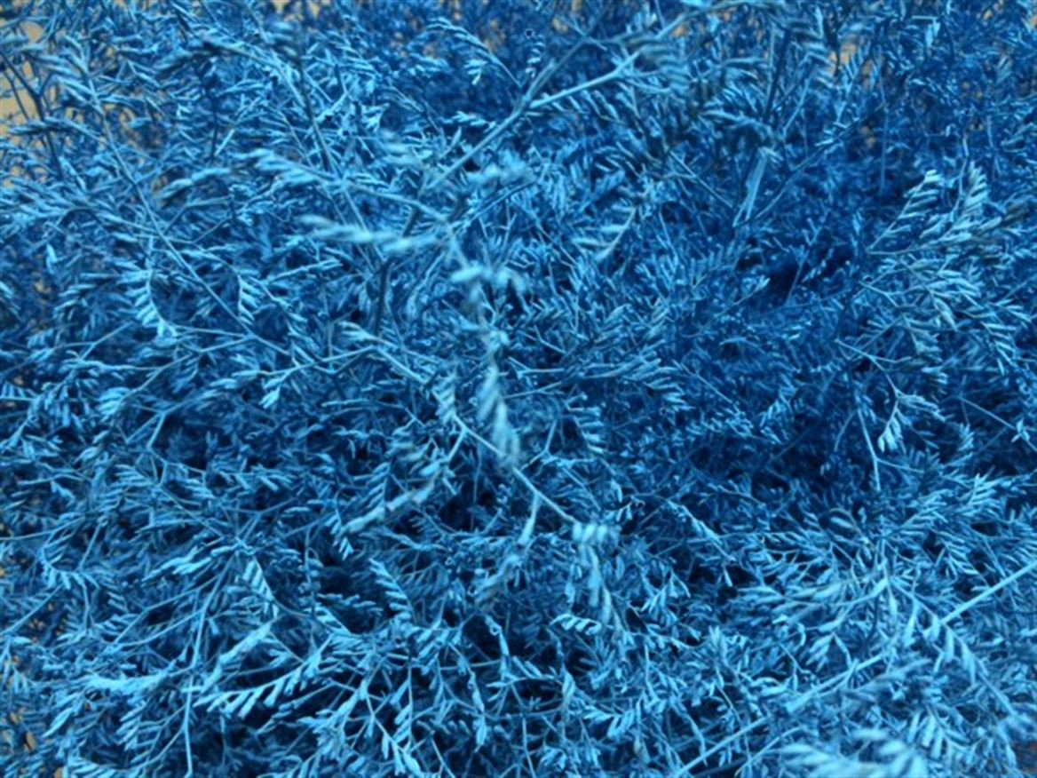 Lim. Paint Sky blue