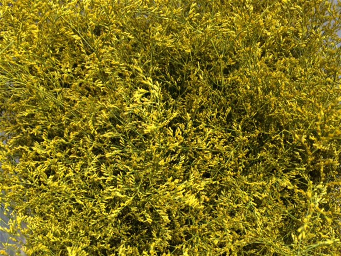 Lim. Paint Yellow