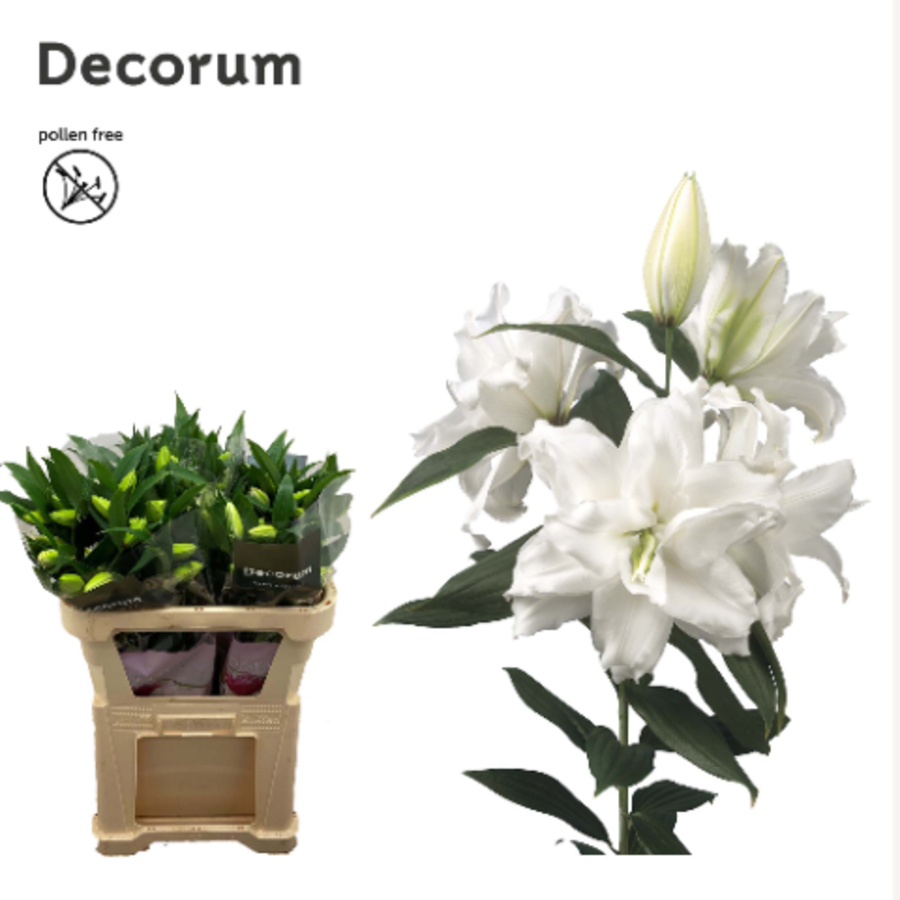 Li or Roselily Dejima