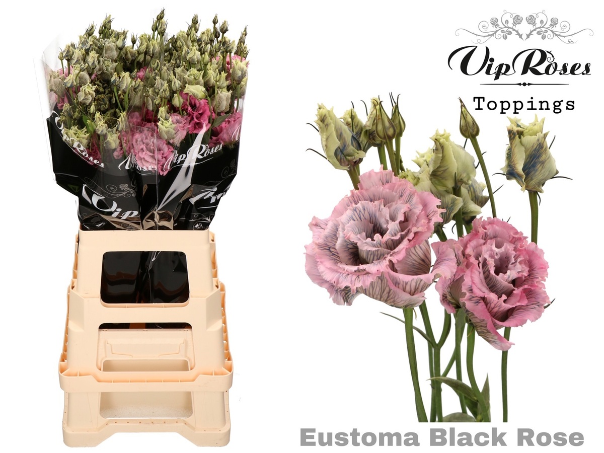 Lisi du Al.Black Rose V.I.P.