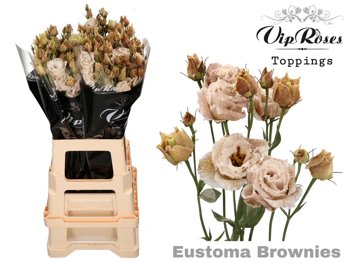 Lisi du Al.Brownies V.I.P.