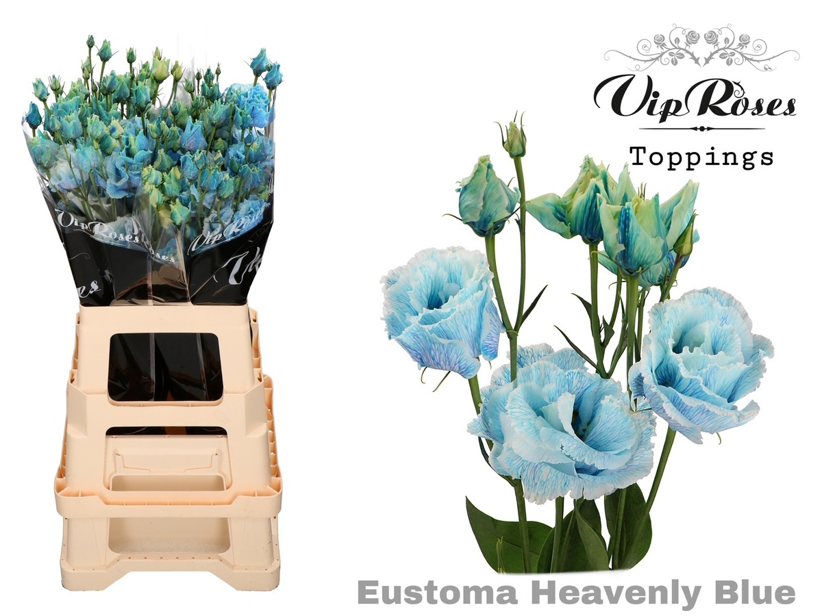 Lisi du Al.Heavenly Blue V.I.P.