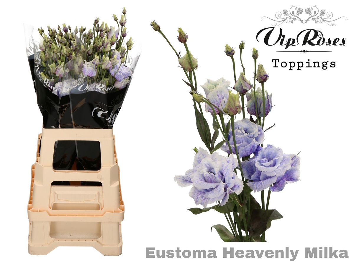 Lisi du Al.Heavenly Milka V.I.P.