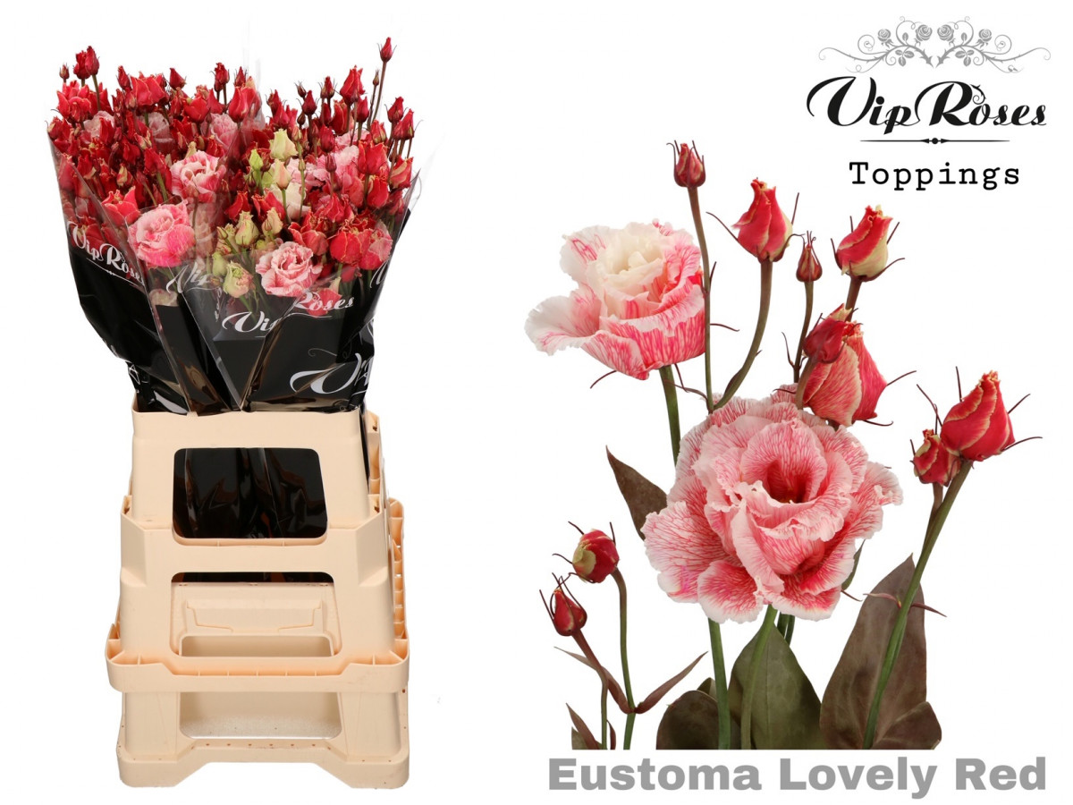 Lisi du Al.Lovely Red V.I.P.