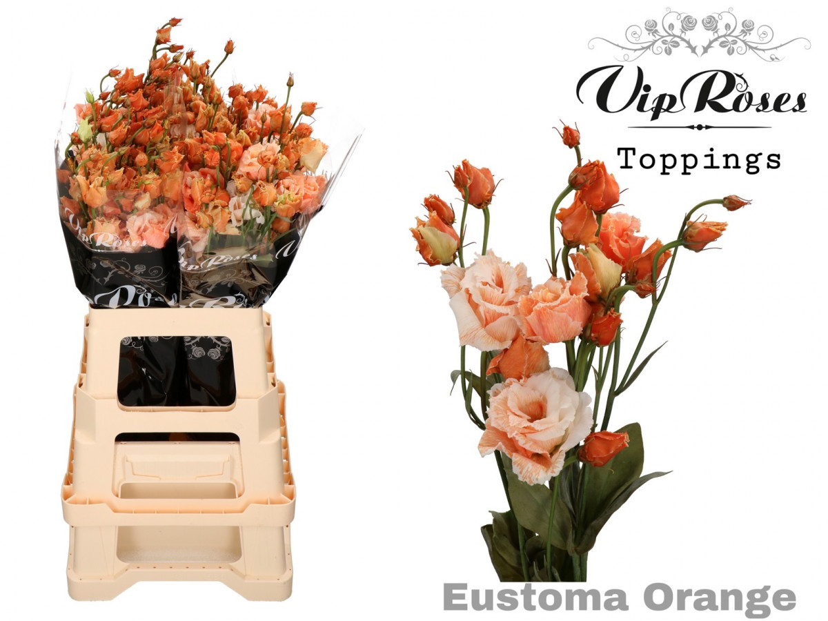 Lisi du Al.Orange V.I.P.