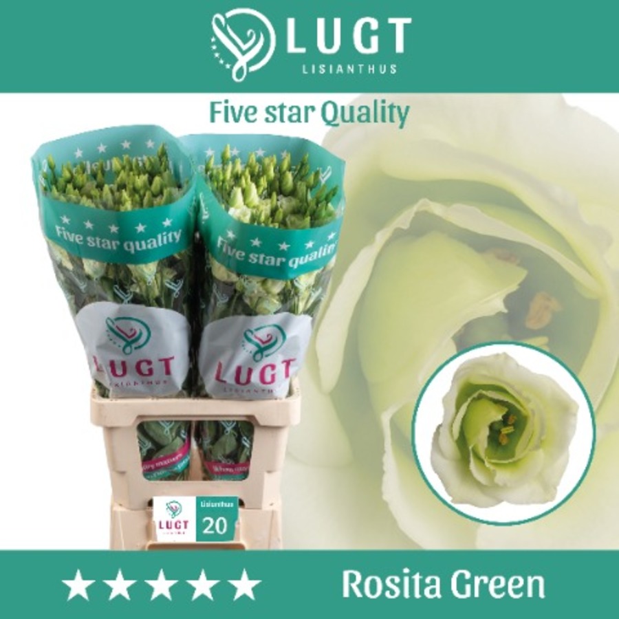 Lisi du Rosita Green