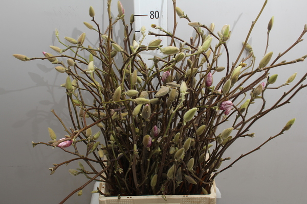 Magnolia Grandiflora