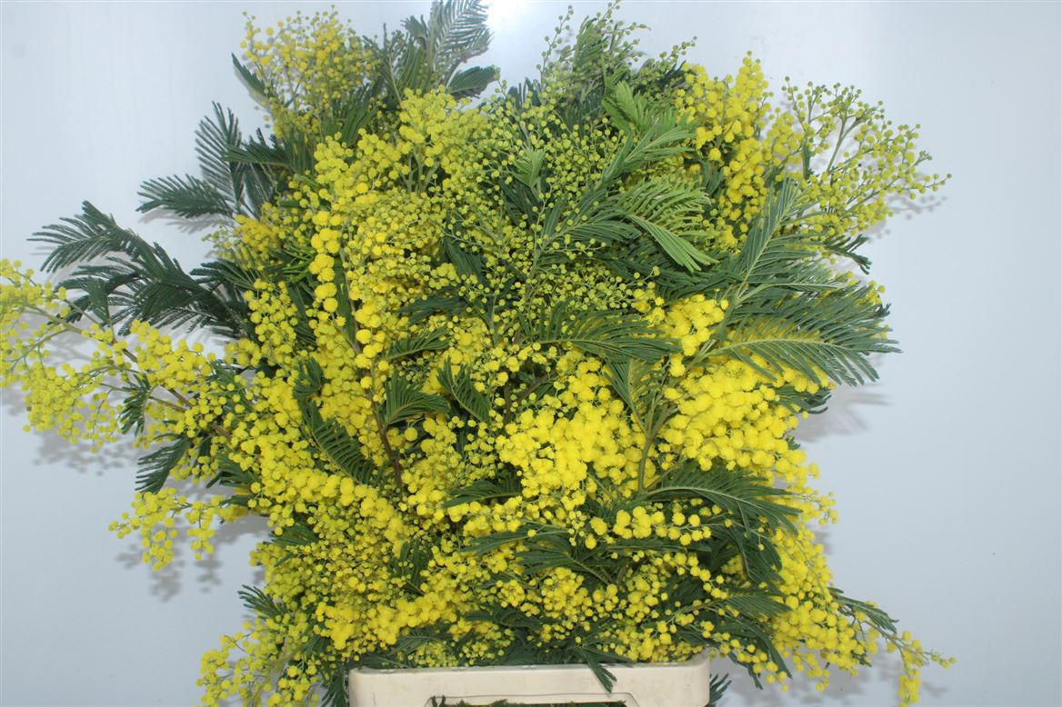 mimosa Mirandole Pointe xl