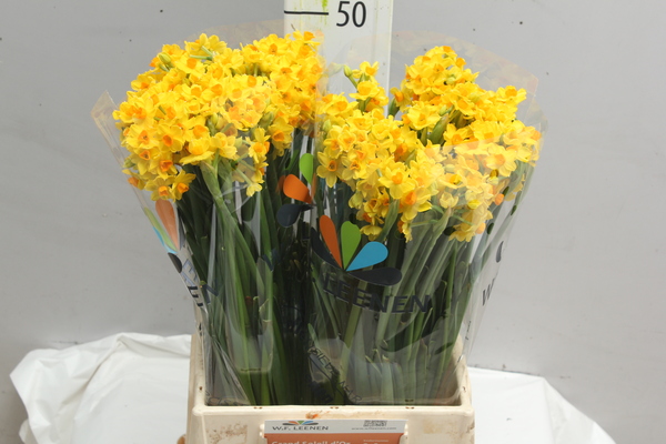 Narcis Grand Soleil d'Or