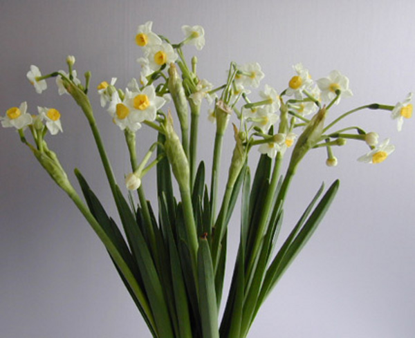 Narcis Avalanche