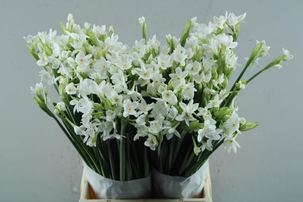 Narcis Ziva