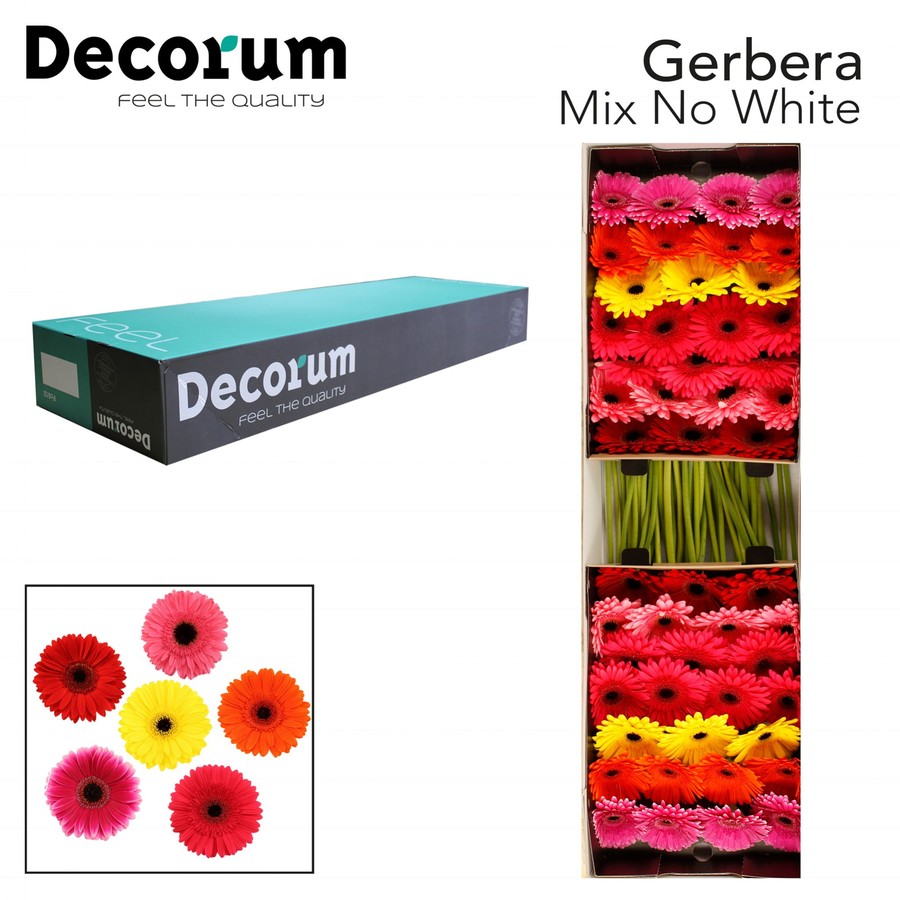 Ge gr Dry Mix in Box no white decorum