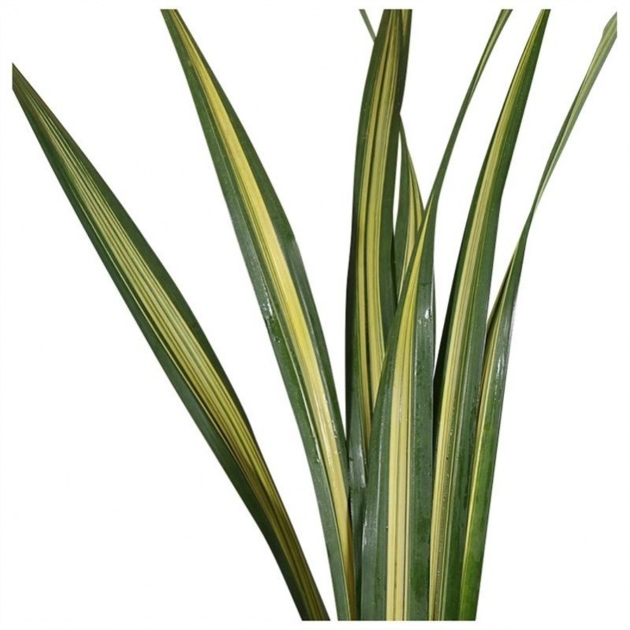 Pandanus Leaf
