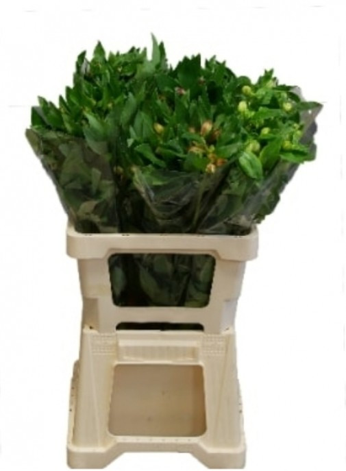 Alstroemeria Mix