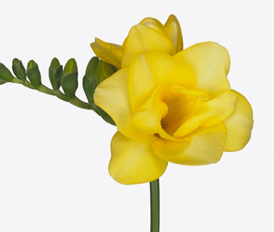 Fre du .Yellow