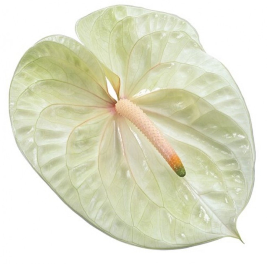 Anthurium .Cream