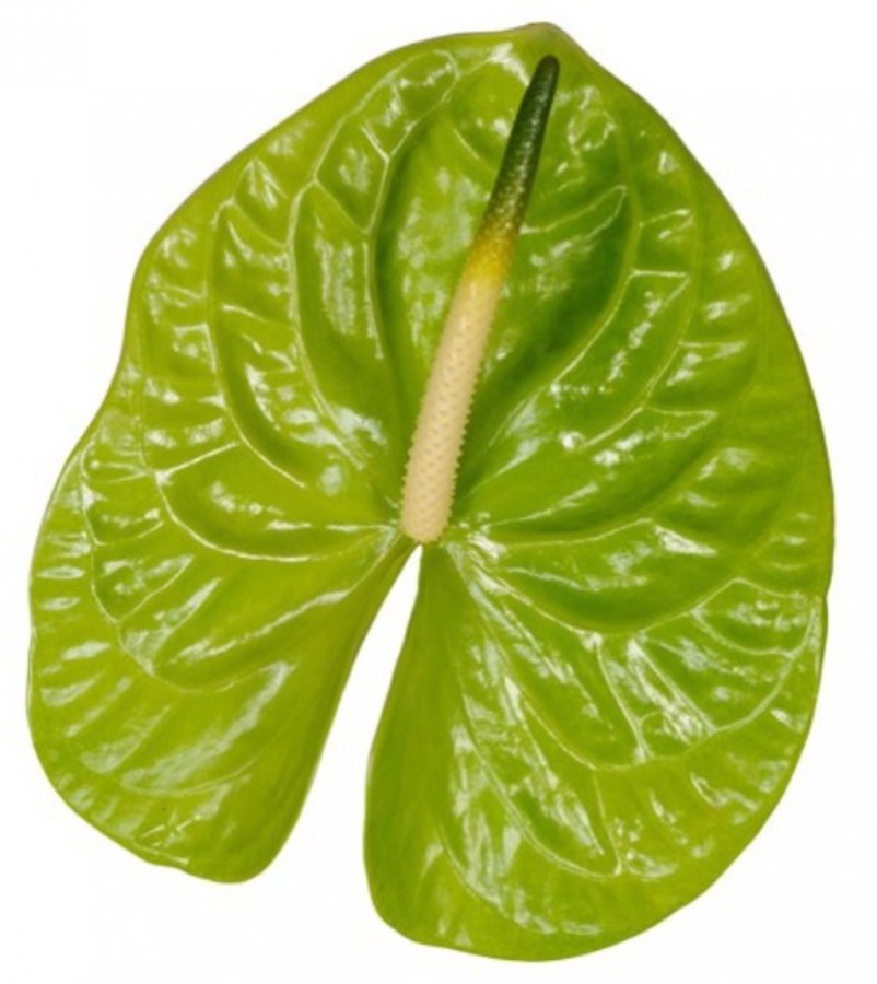 Anthurium .Green