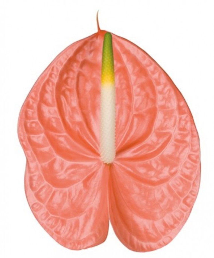 Anthurium .Light Pink