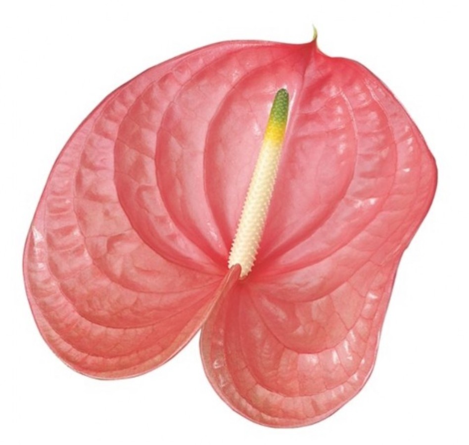Anthurium .Pink