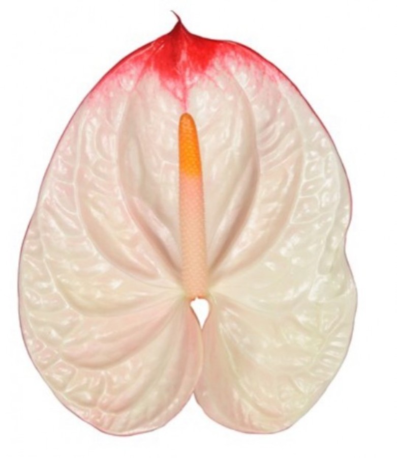 Anthurium .Pink/White