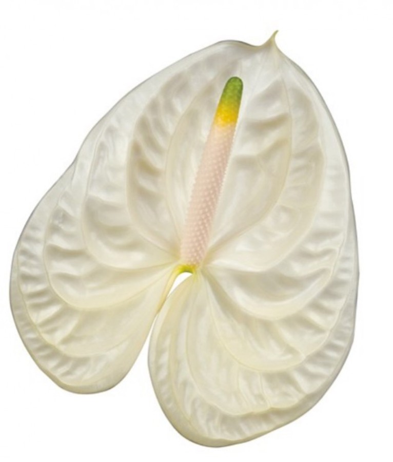 Anthurium .White