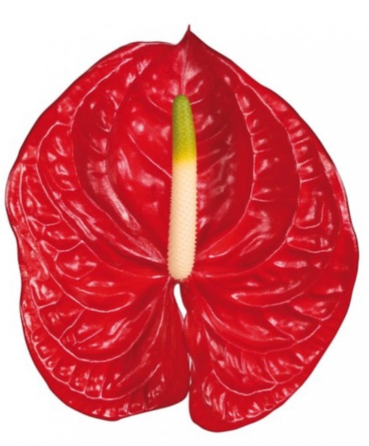 Anthurium .Red