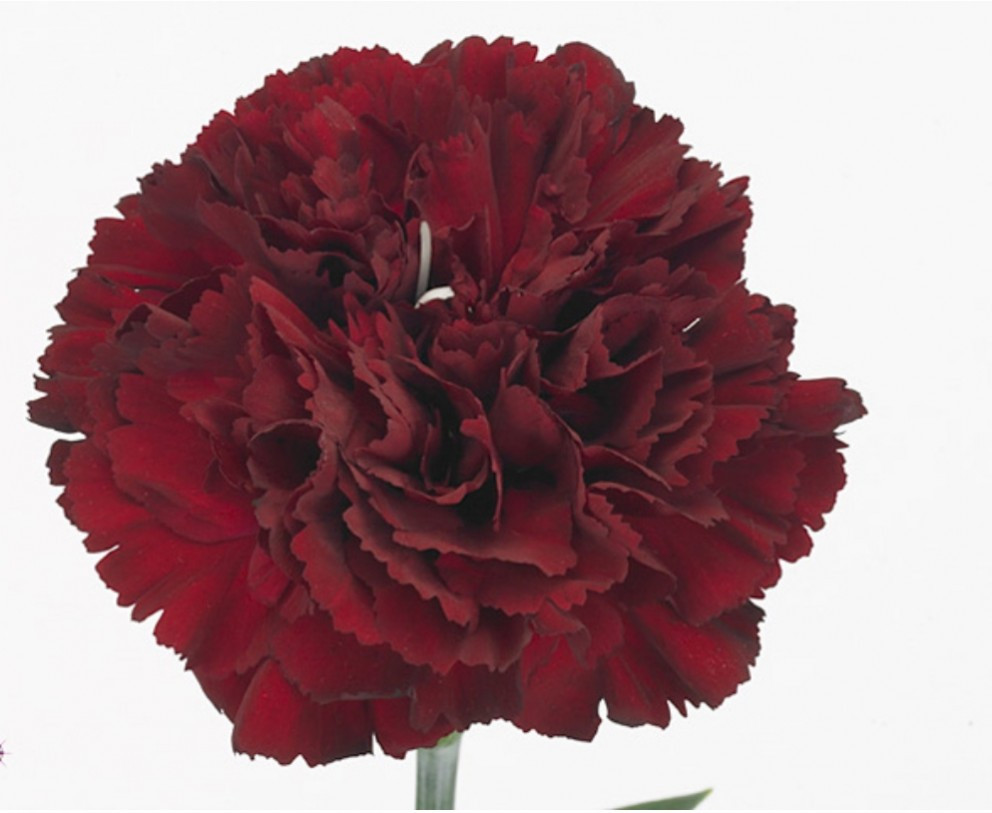 Di st Col Burgundy Select