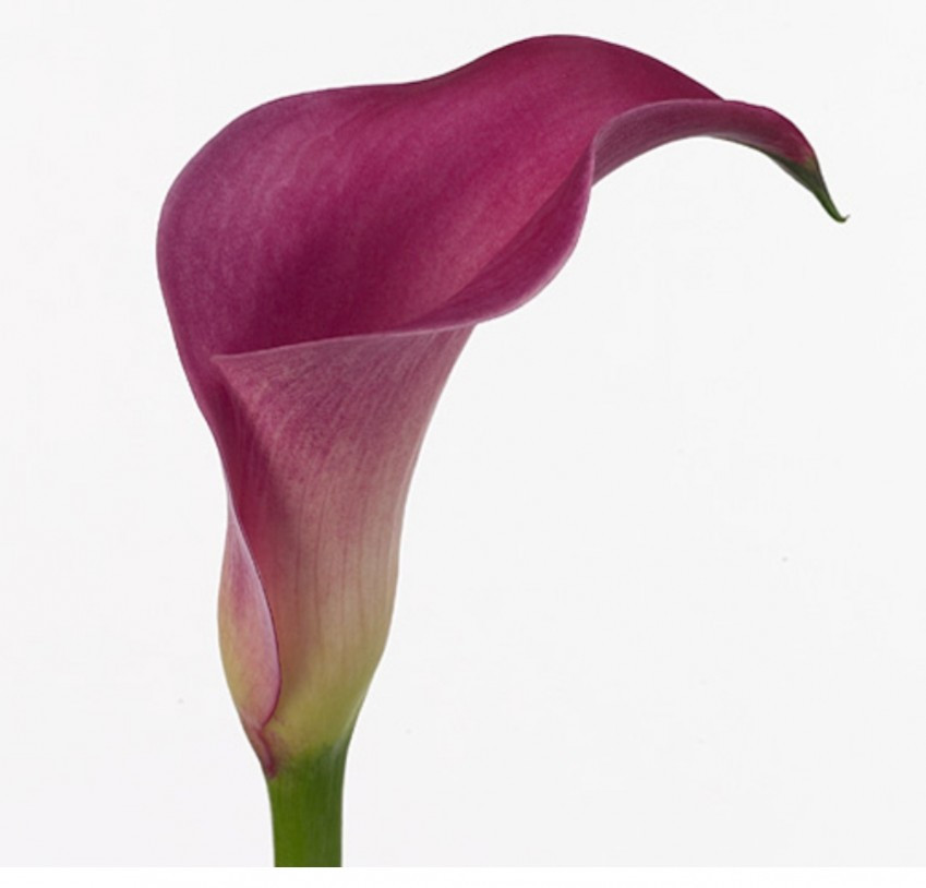 Calla .Cerise