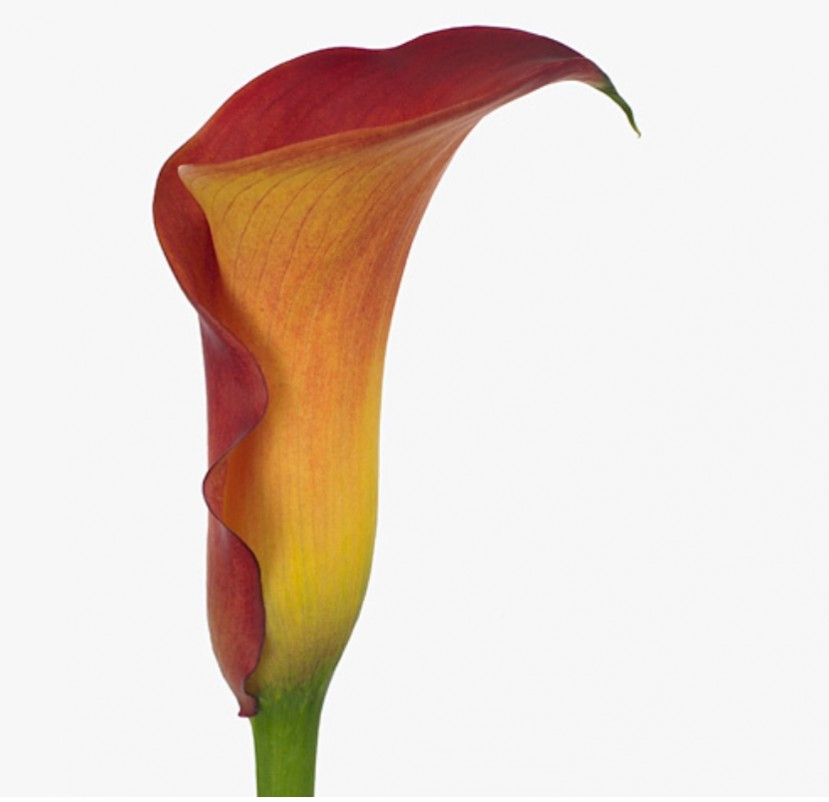 Calla .Orange