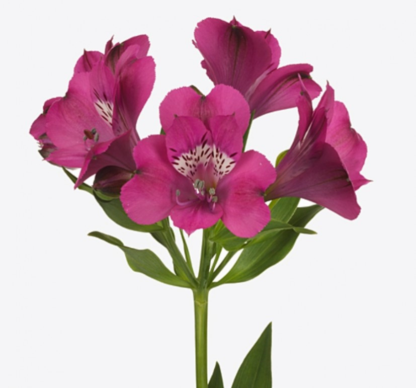 Alstroemeria .Cerise
