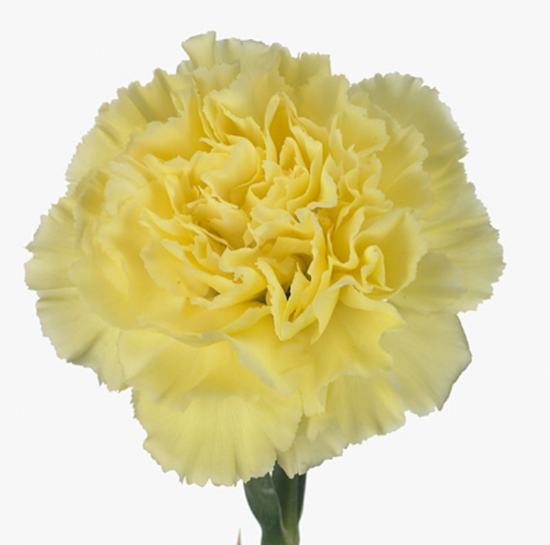 Di st Col Yellow Select