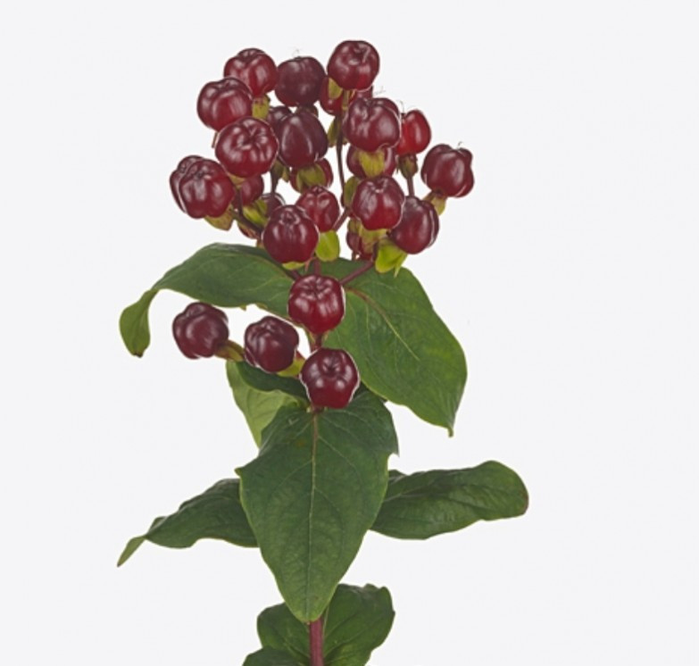 Hypericum Bordeaux