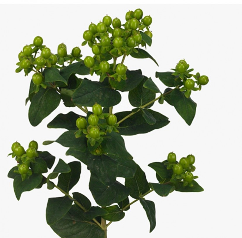 Hypericum .Green
