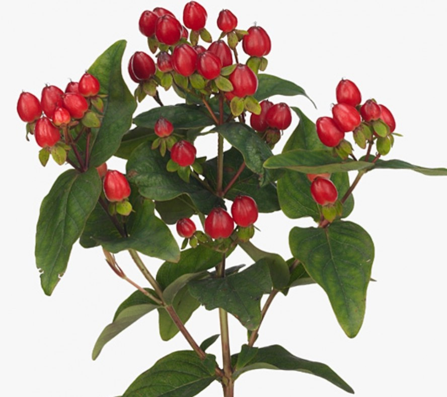 Hypericum .Red