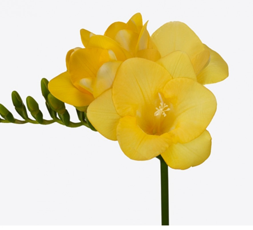 Fre en .Yellow