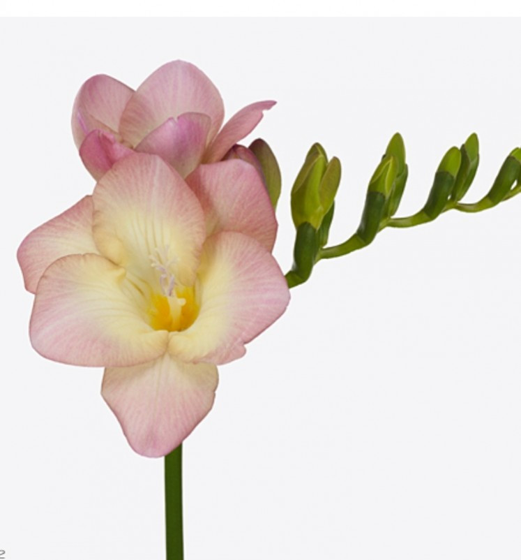 Fre du .Light Pink