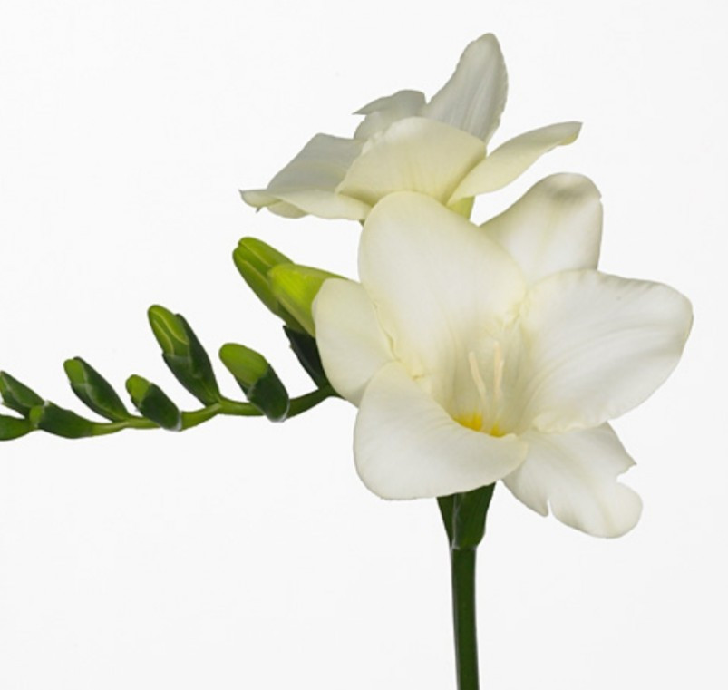 Fre en .White