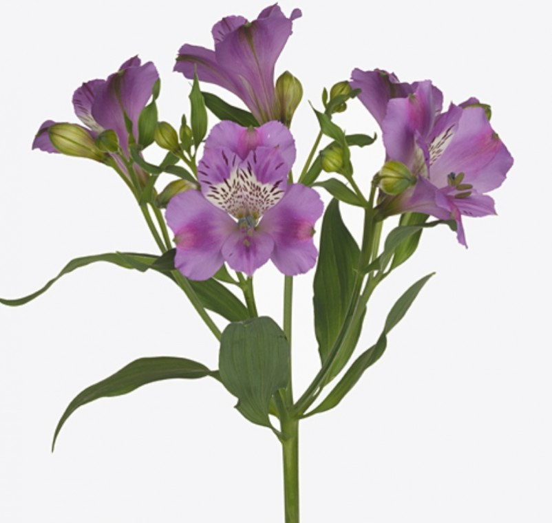 Alstroemeria .Milka