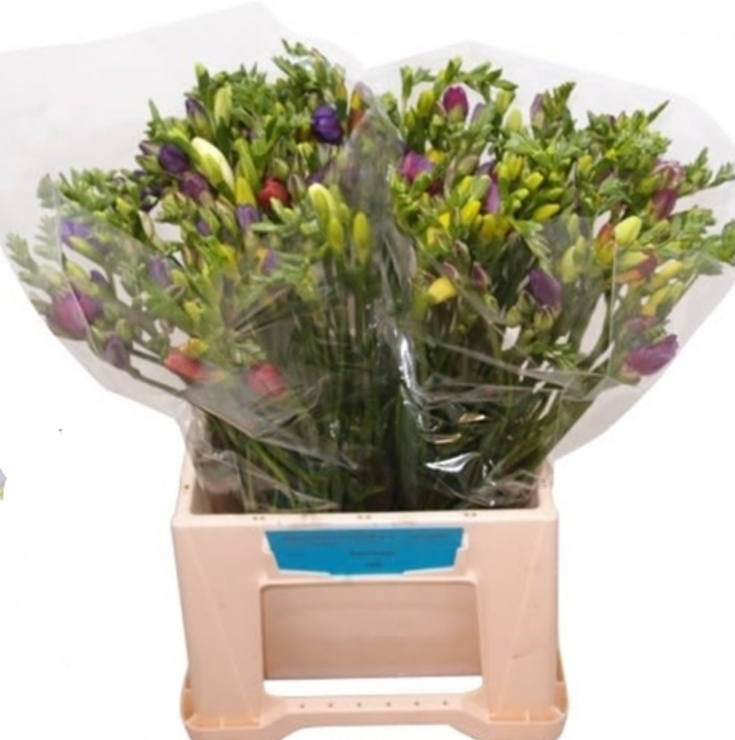 Fre en Mix Bundle Ex