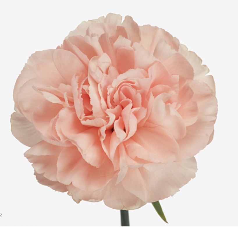Di st Col Peach Select