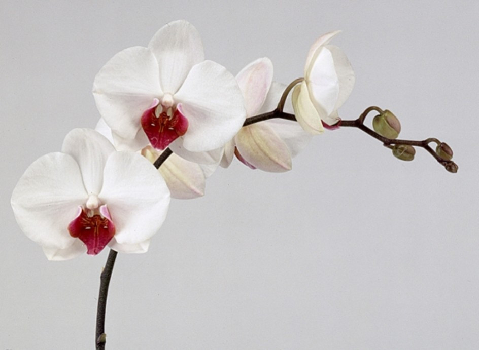 Phalaenopsis Red Lips