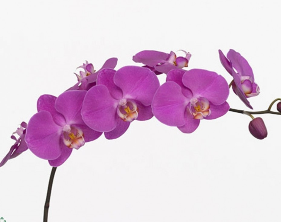 Phalaenopsis Cerise