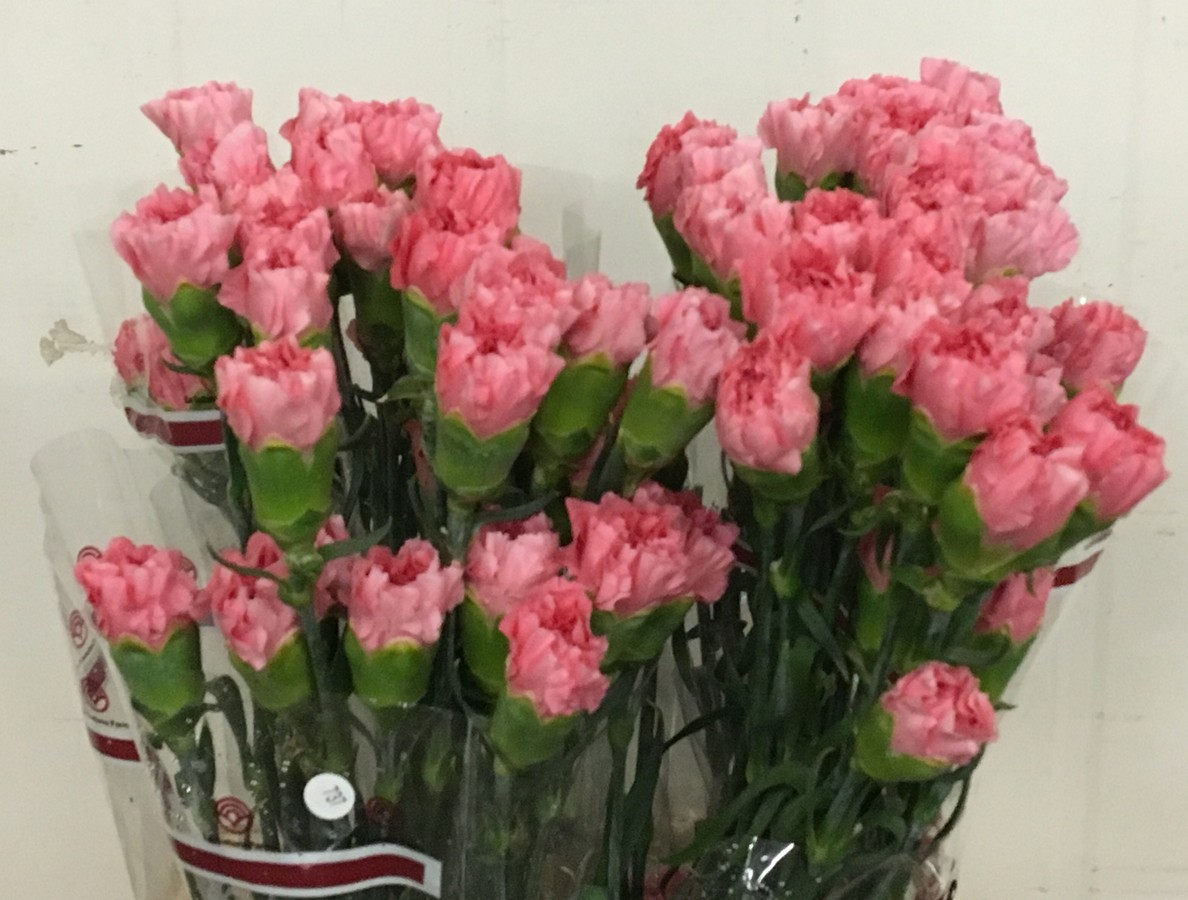 Di st Col Pink Select X25