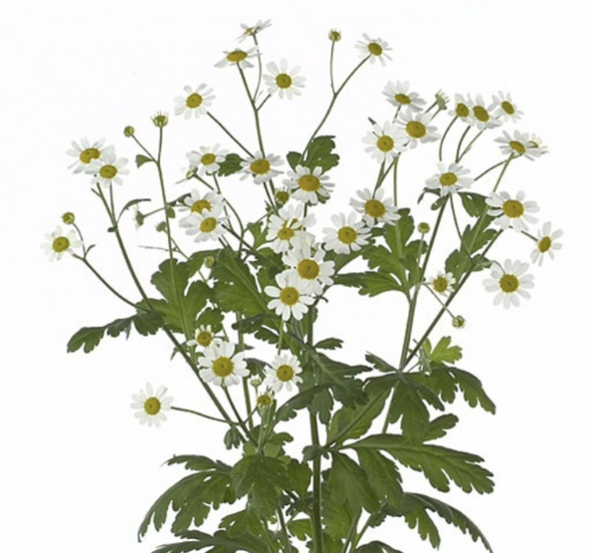Tanacetum Single Vegmo