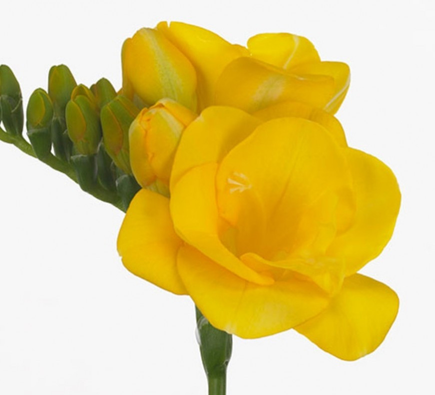 Fre du Soleil