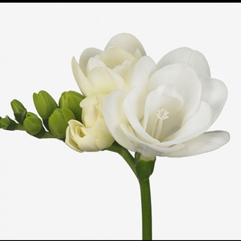 Fre du .White