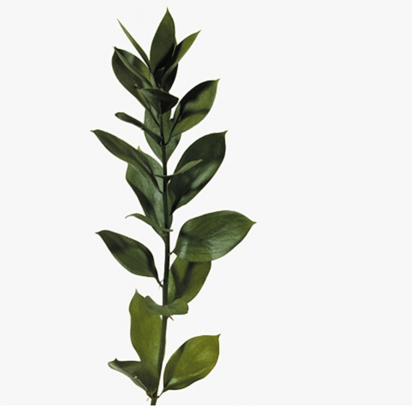 Ruscus Hypophyllum-
