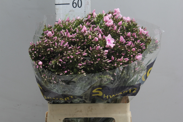 Phlox Pink